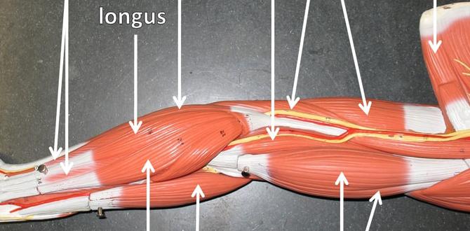 arm stretches for baseball pitchers
