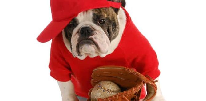 baseball names for dogs baseball names for dogs