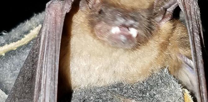 who to call for a bat in your house who to call for a bat in your house